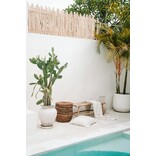 De Porto Seagrass Bank - L